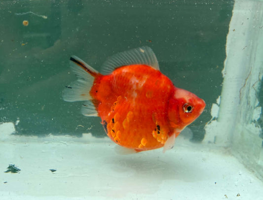 Tricolor Tosai Tamasaba 1 Yr Old