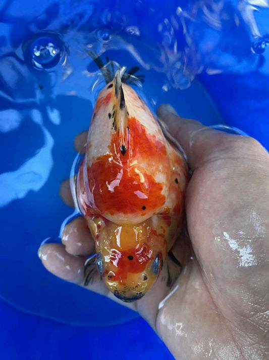 NND 2-3 Years Old Red/White Tamasaba 5-6 in I