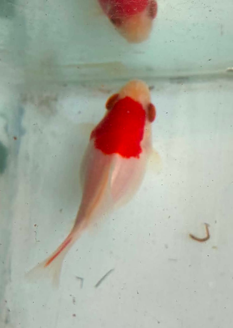 Tosai Tamasaba 1 Yr Old K