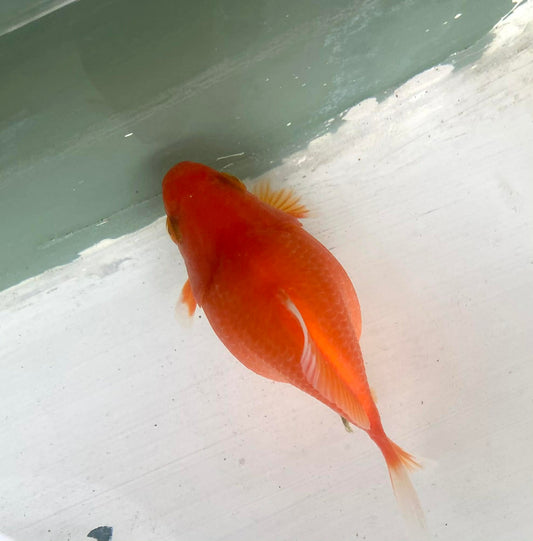 Red/white Tamasaba Goldfish L
