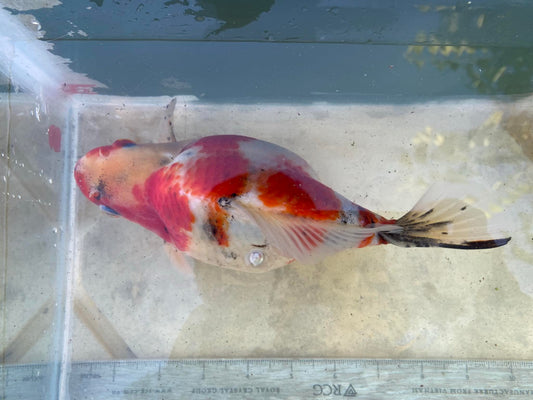 NND 2-3 Yrs Old  Tricolors Tamasaba 8 IN Female