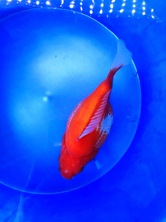 Red-White Tamasaba 5-6 in M M