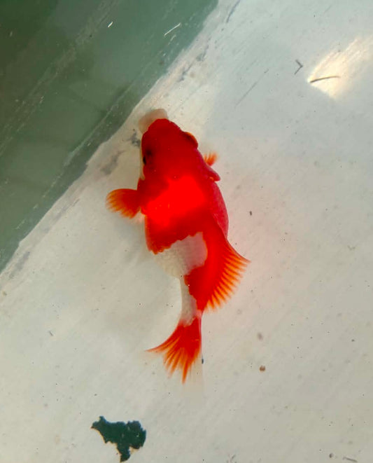 Tosai Tamasaba 1 Yr Old E