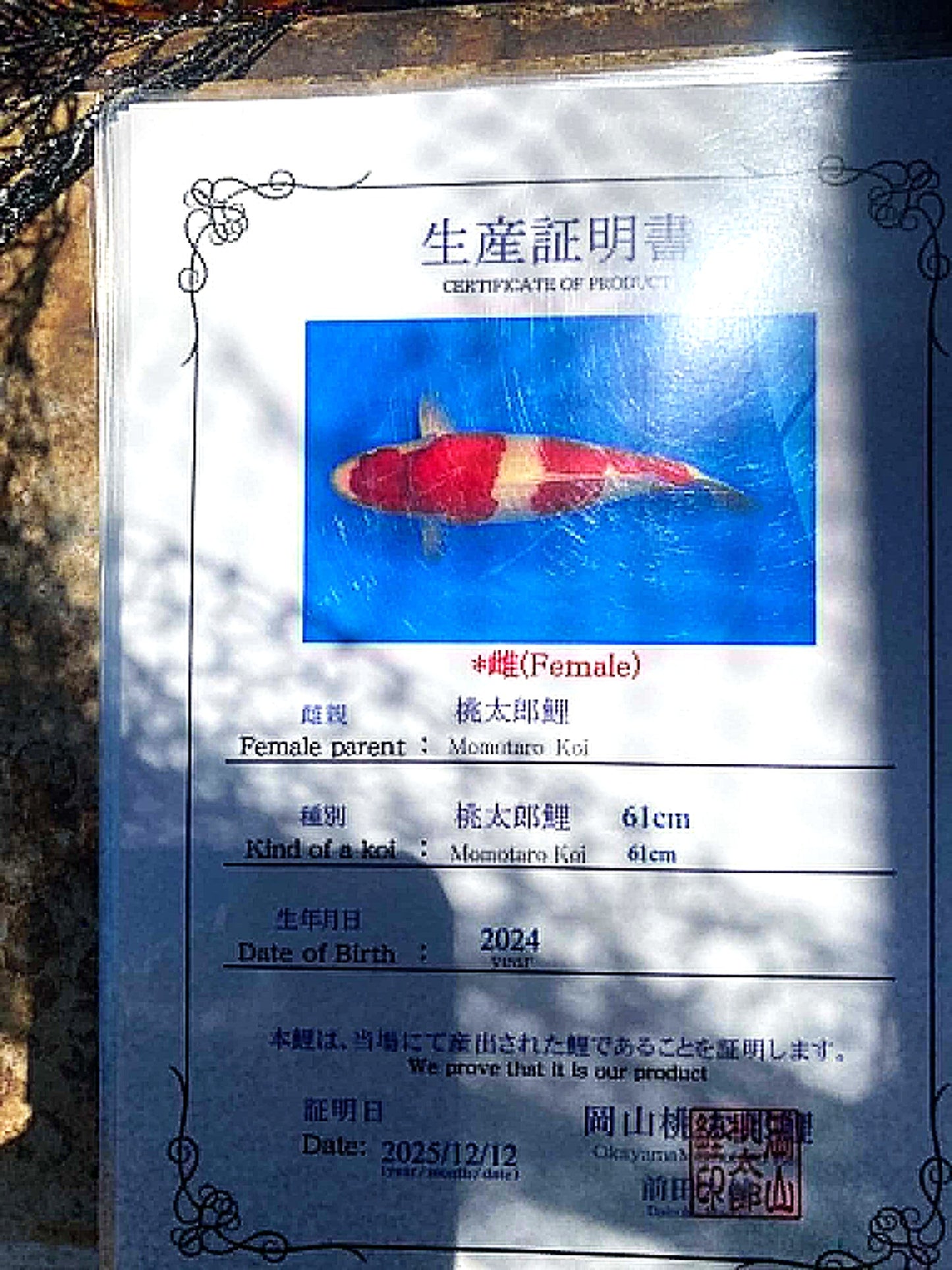 CETIFIED MONOTARO KOHAKU FEMALE Nisai>Sansai 61cm