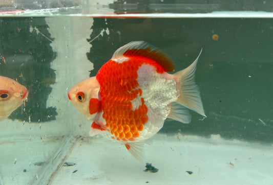 Super Red White Tosai Tamasaba 1 Yr Old Female