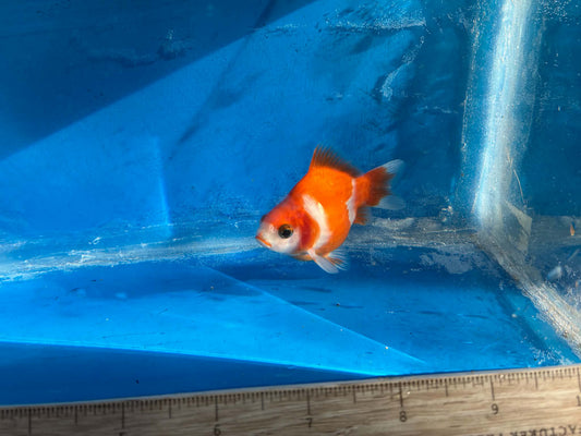 Red White Tamasaba Goldfish 3-4 Inch J
