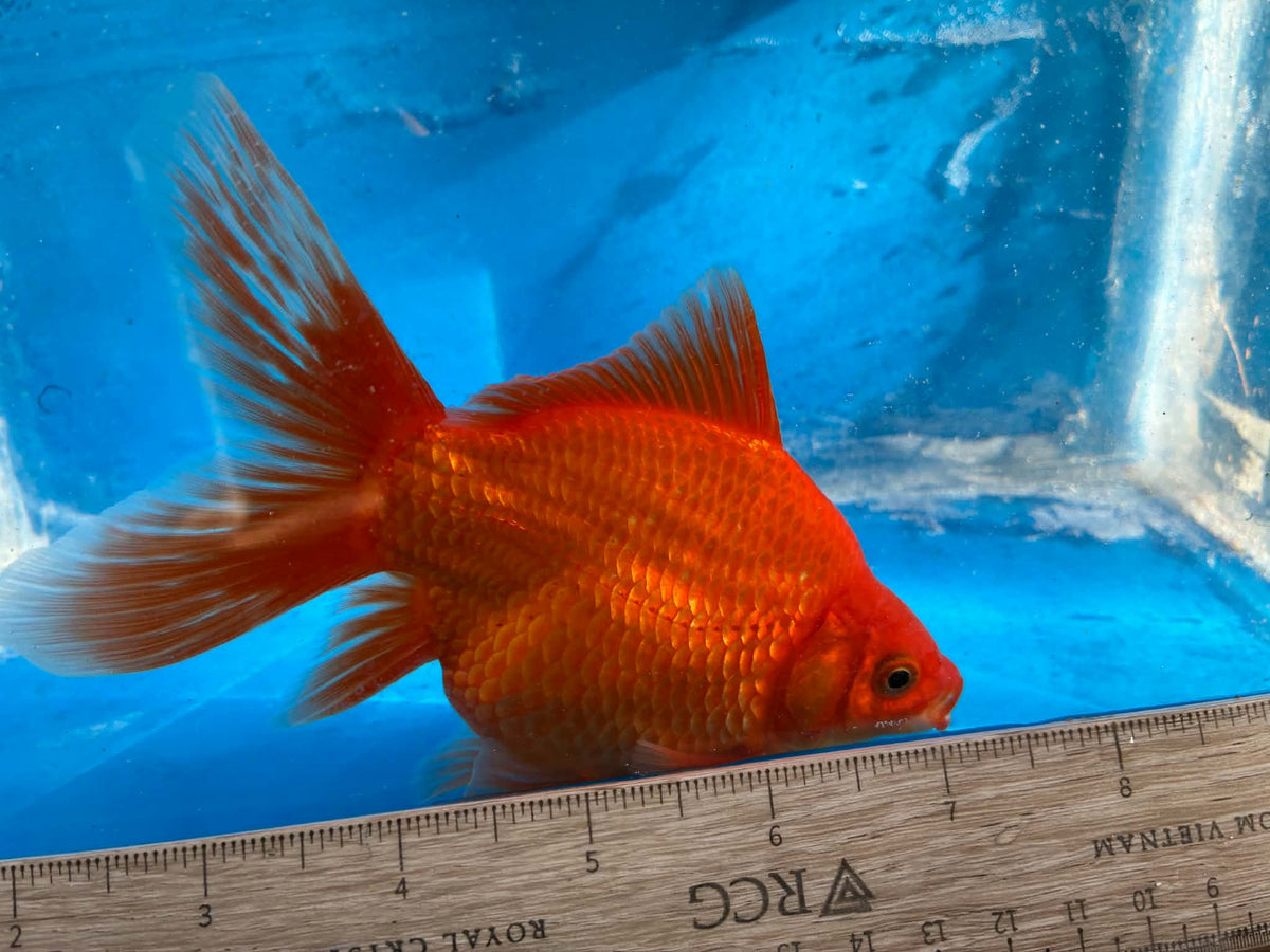 Red Tamasaba Goldfish 3-4 Inch N