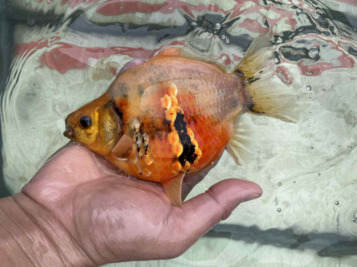 NND 2-3 Years Old Tri-Color Tamasaba 5-6 in H