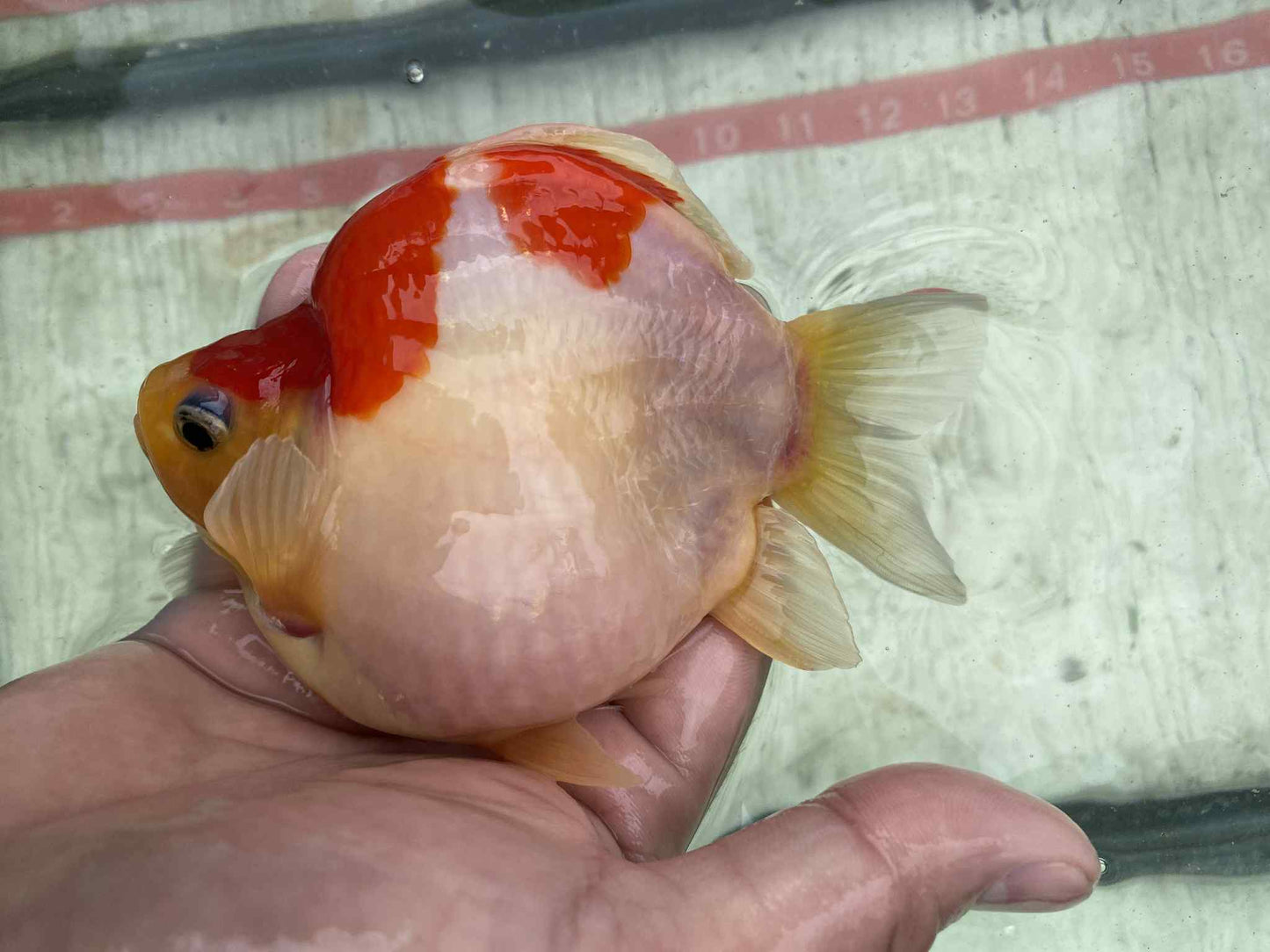 NND 2-3 Years Old Red/White Tamasaba 5-6 in D