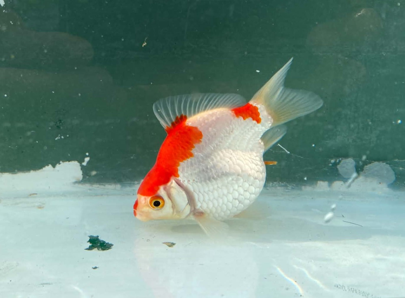 Jumbo Tamasaba 1 Year Old B