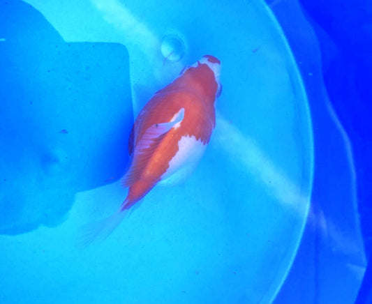 Jumbo Tamasaba Goldfish D