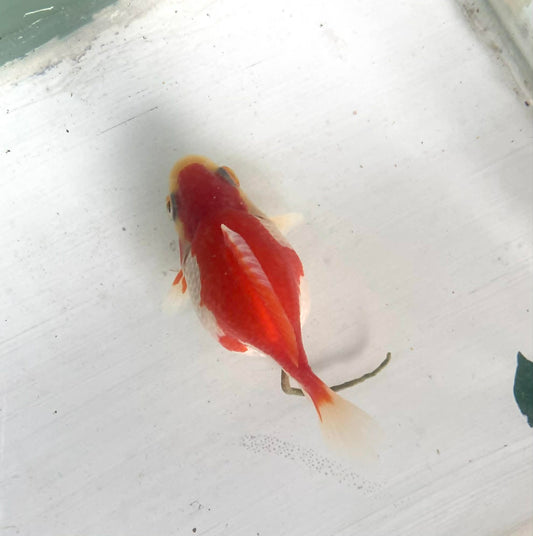 Red/white Tamasaba Goldfish Q