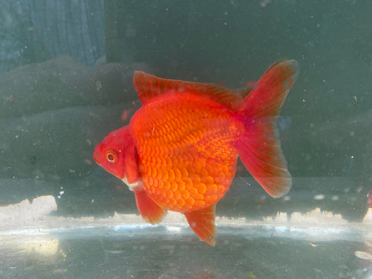 Hydrid Ryukin Goldfish C