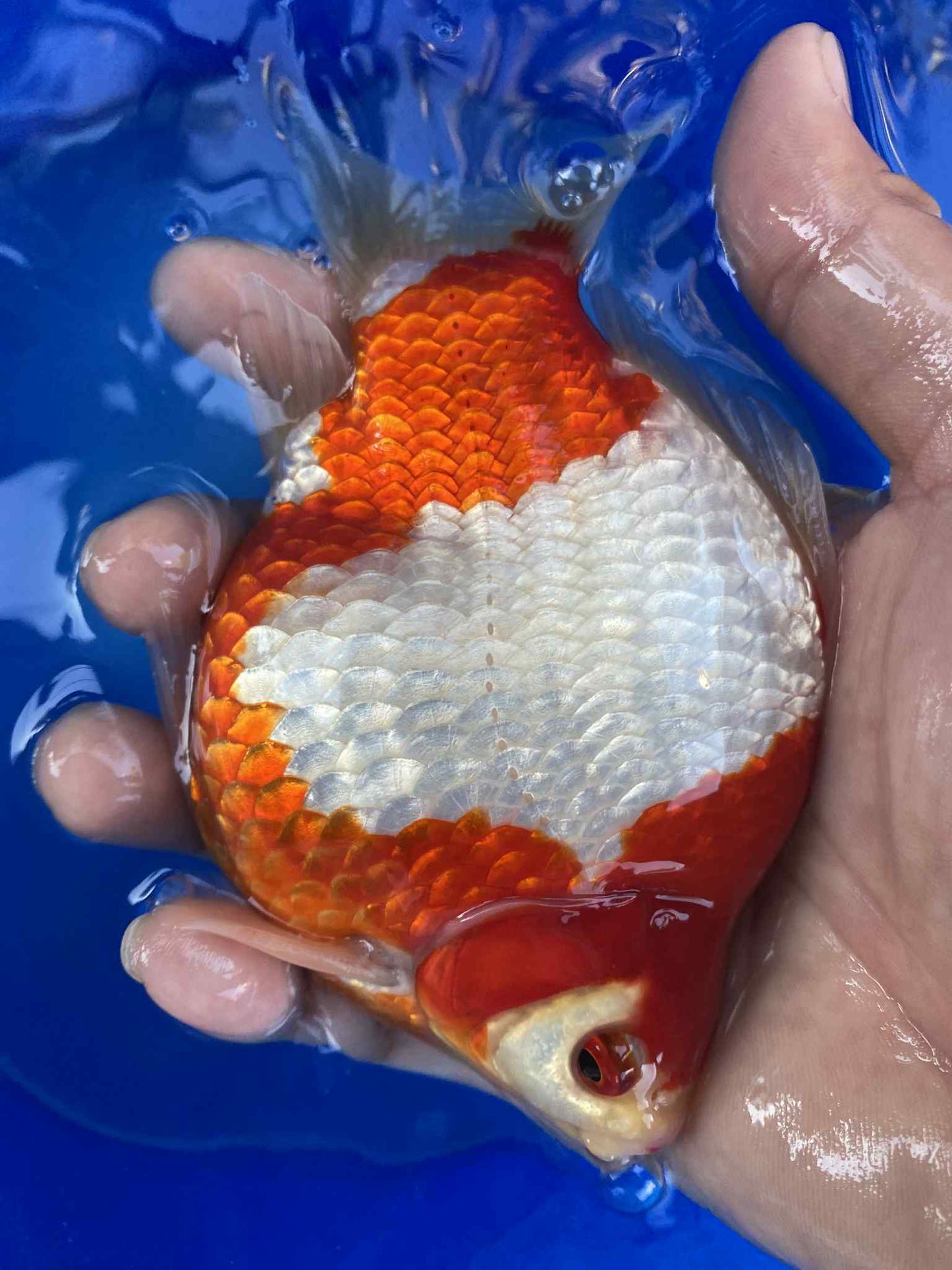 NND 2-3 Years Old  Red/White Tamasaba 5-6 in O