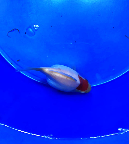 Jumbo Tamasaba Goldfish (8month old) 3-4 inch N