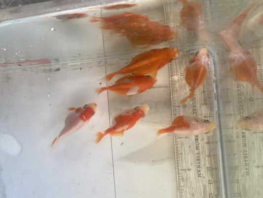 6 Months Old Red/White Tamasaba E