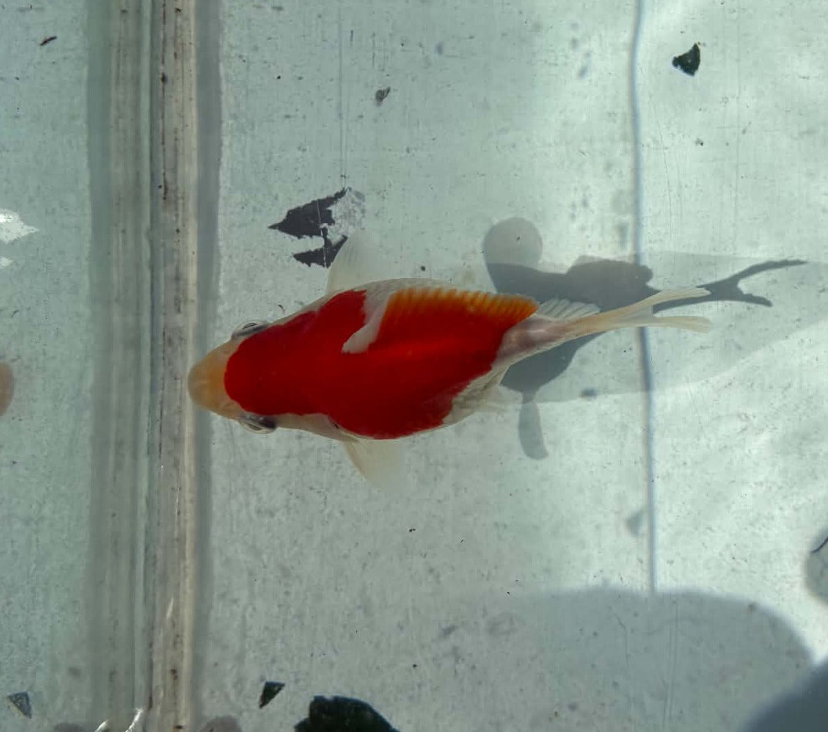 Red White Tamasaba 1 Year Old L