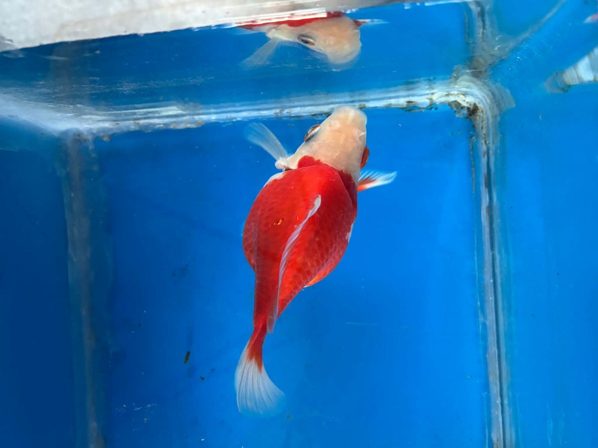 Red White Tamasaba 4-5 Inch defect