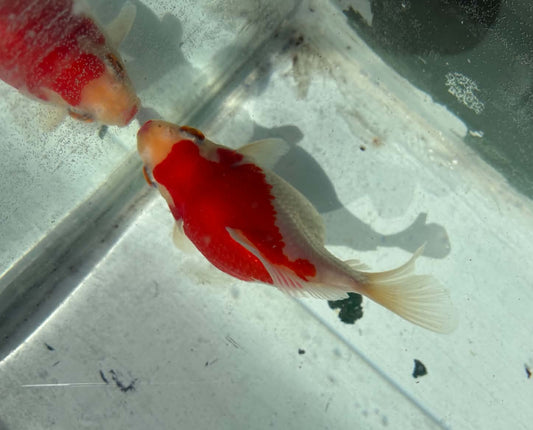 Red White Tamasaba 1 Year Old M