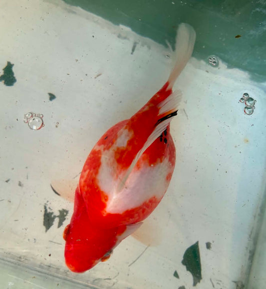 Tricolors Tamasaba 1 Yr Old 6-7 Inch