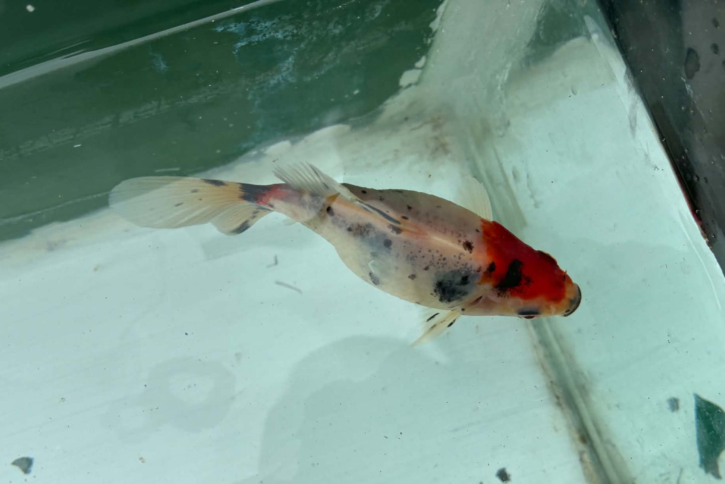 Tricolor Tosai Tamasaba 1 Yr Old Female U