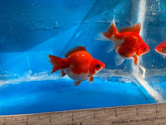 2 Red White Tamasaba Goldfish 3-4 Inch C