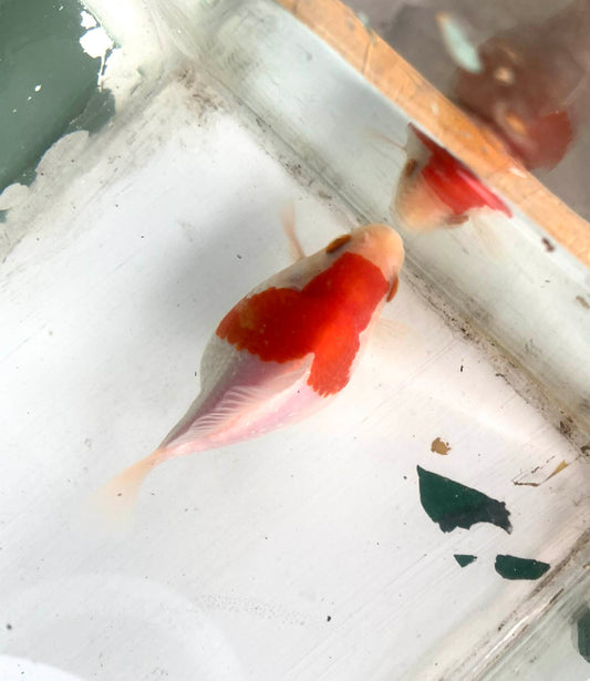 Red/white Tamasaba Goldfish E