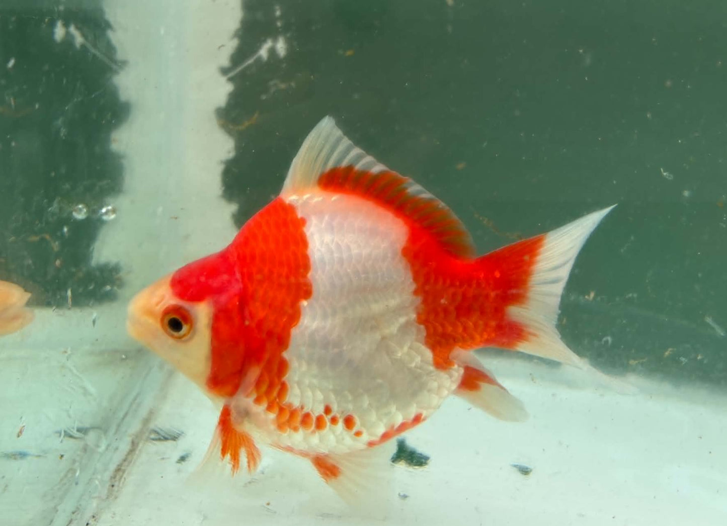 Red White Tosai Tamasaba 1 Yr Old Female O