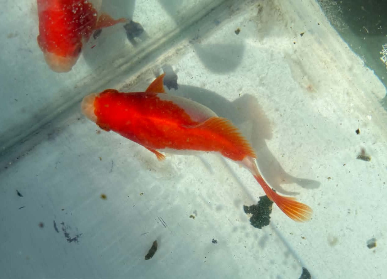 Red White Tamasaba 1 Year Old Z
