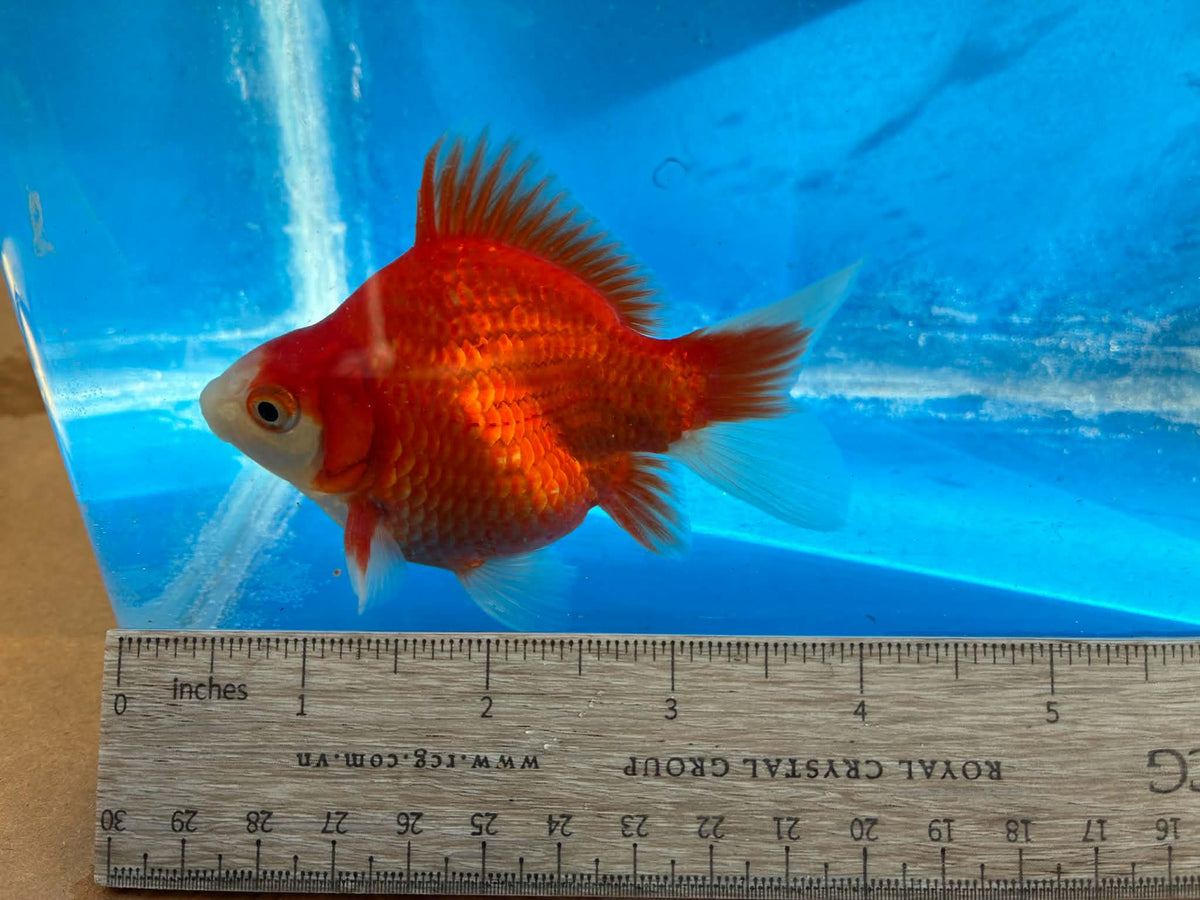 Red White Tamasaba Goldfish 3-4 Inch K