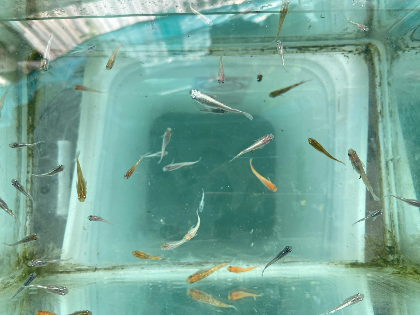 Juvenile Medaka-Mixed 5 Fish