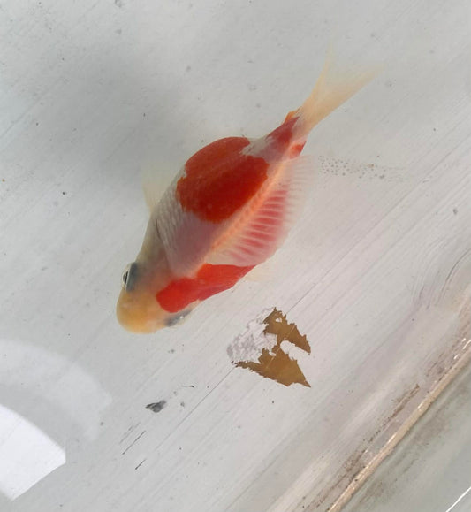 Red/white Tamasaba Goldfish P