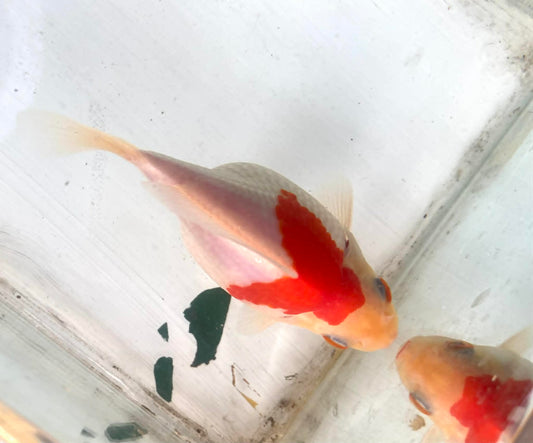 Red/white Tamasaba Goldfish K