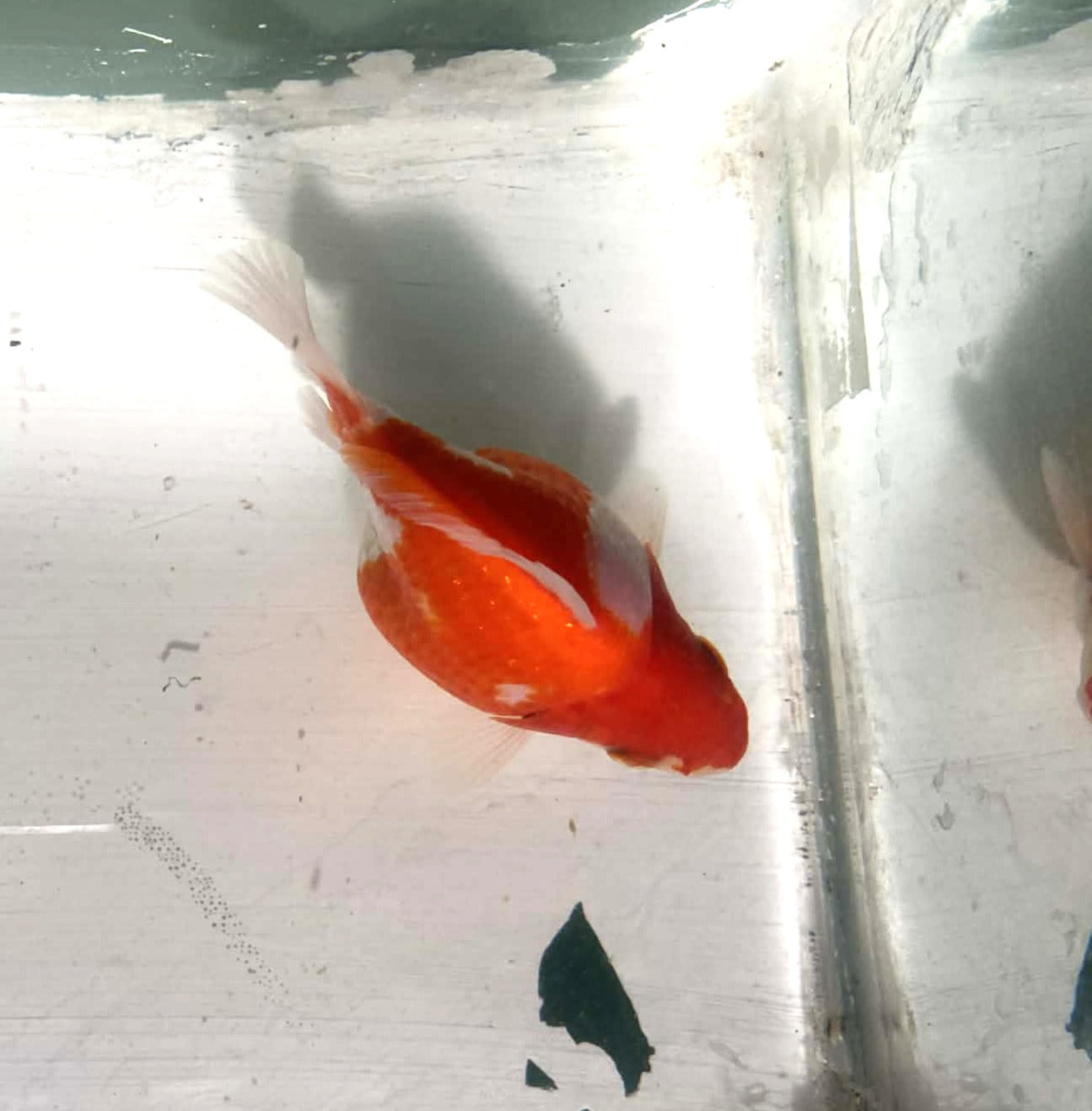 Jumbo Tamasaba Goldfish O