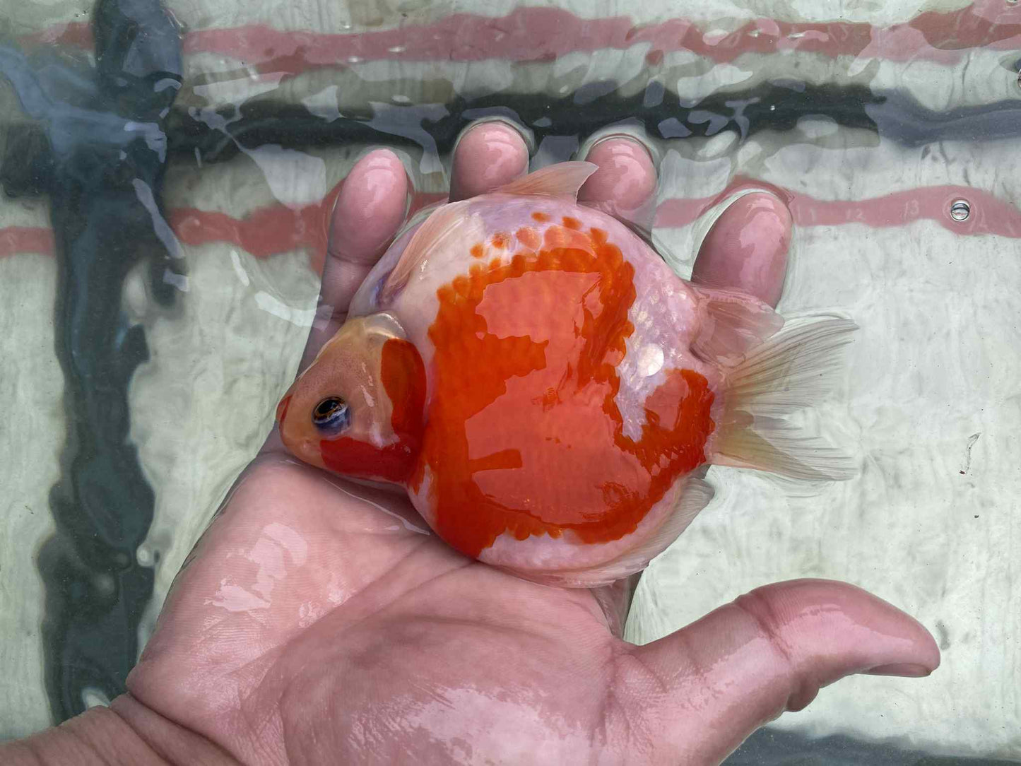 NND 2-3 Years Old Red/White Tamasaba 5-6 in K