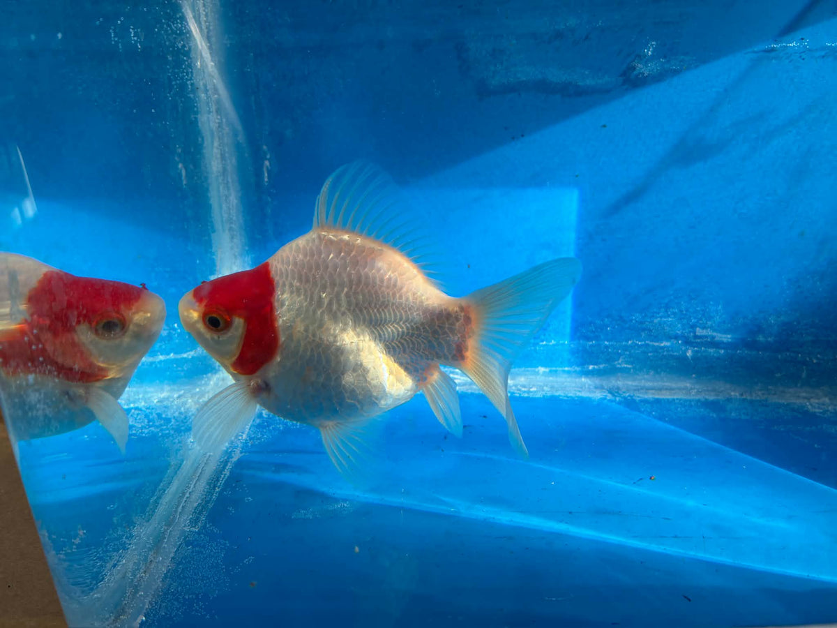 Red White Tamasaba Goldfish 3-4 Inch F