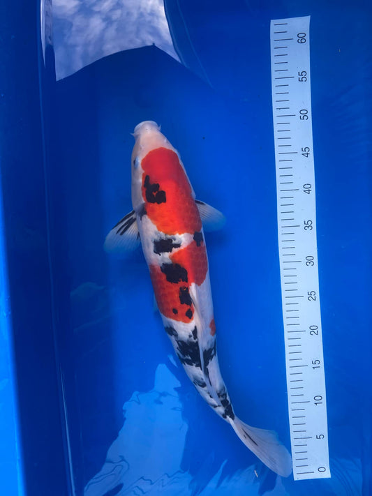 Izumiya Showa M 52cm