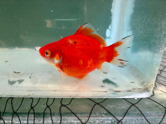 Calico Tosai Tamasaba 1 Yr Old C