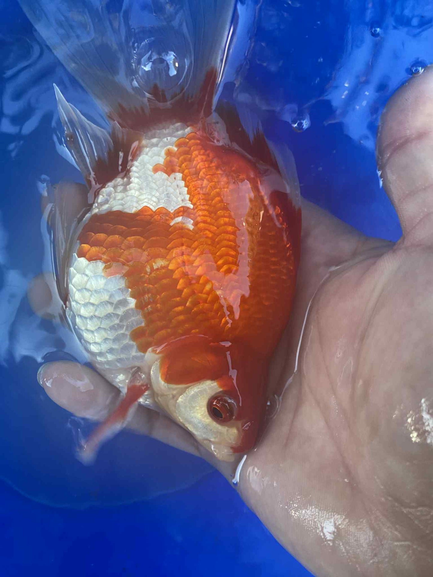 MFF 2-3 Years Old Red/White Tamasaba 5-6 in R