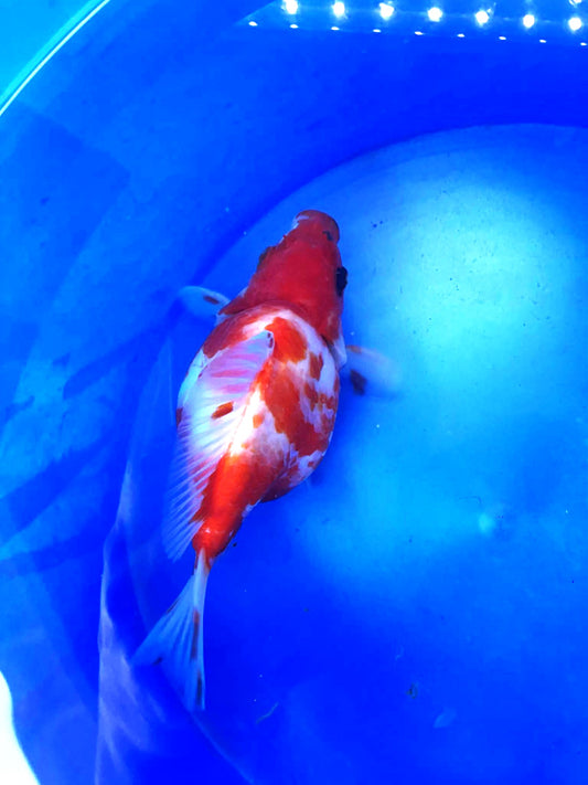 Tri-Colors Tamasaba 5-6 in M O