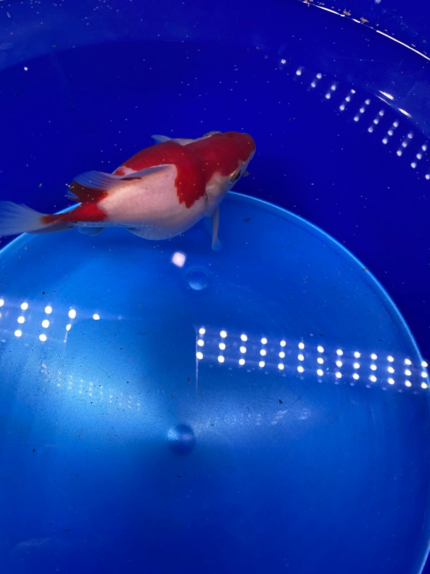 Tamasaba Goldfish 4-5 inch A+ Rating