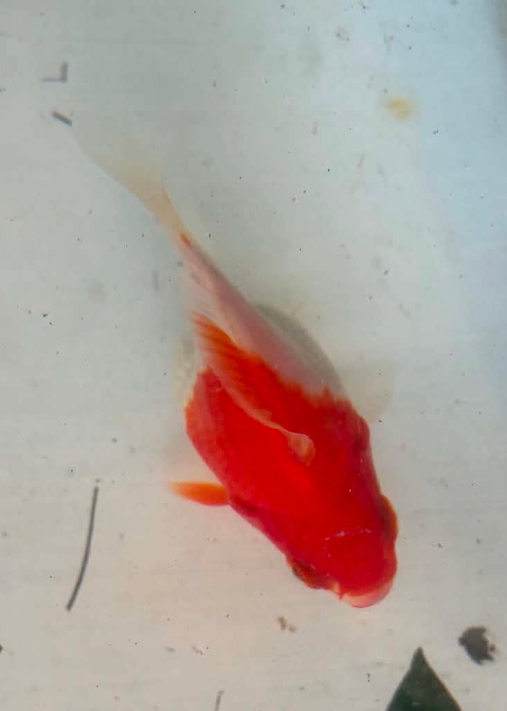 Tosai Tamasaba 1 Yr Old M