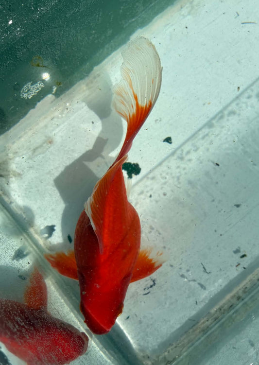 Red White Tamasaba 1 Year Old N
