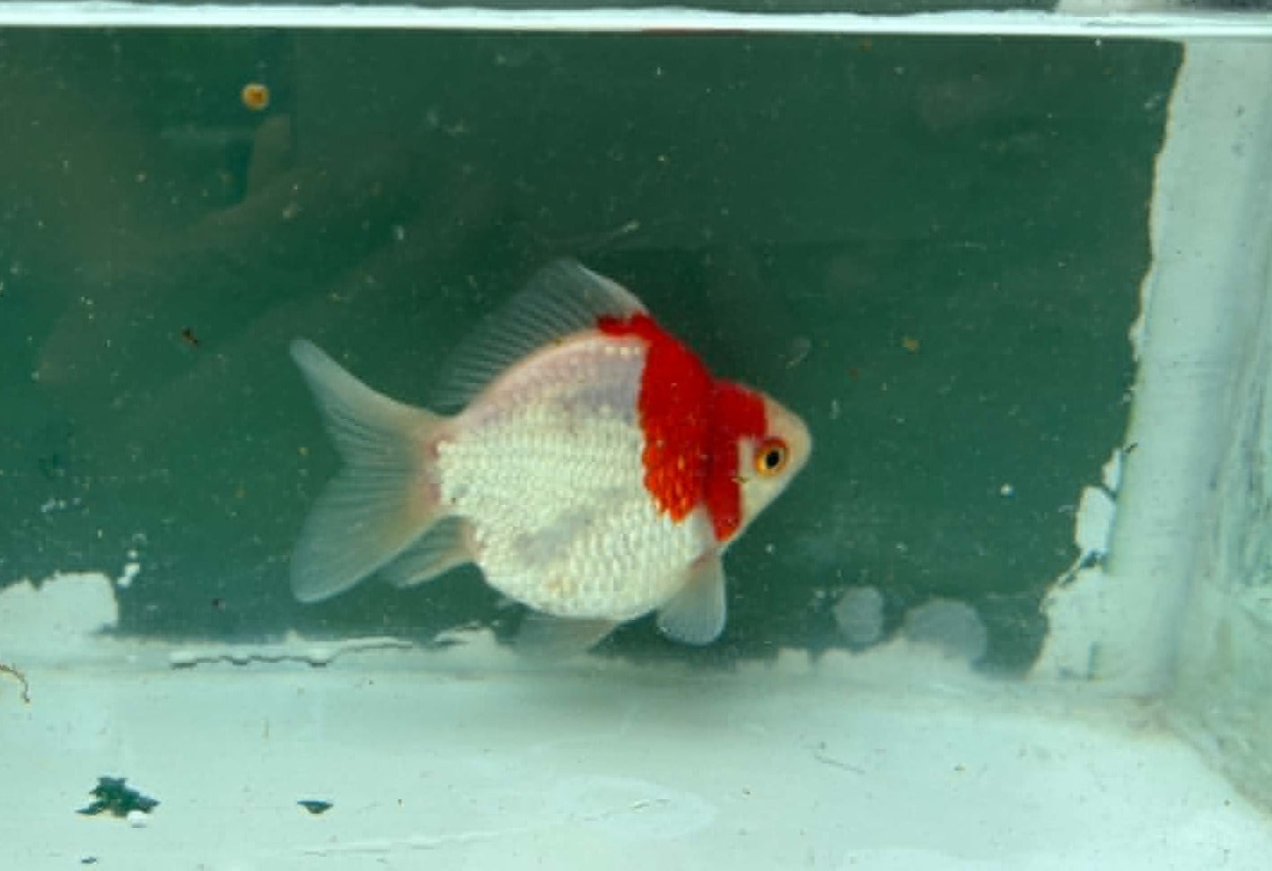 Red White Tosai Tamasaba 1 Yr Old Female P
