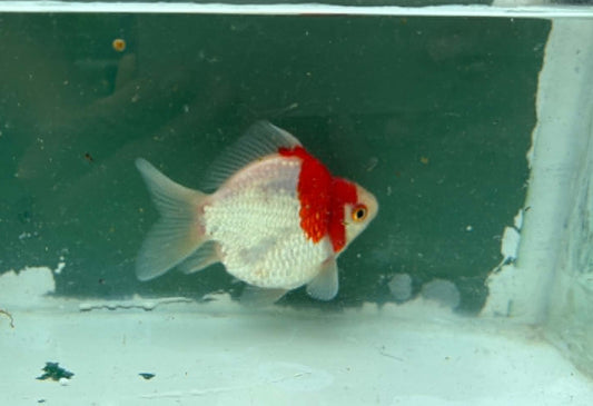 Red White Tosai Tamasaba 1 Yr Old Female P