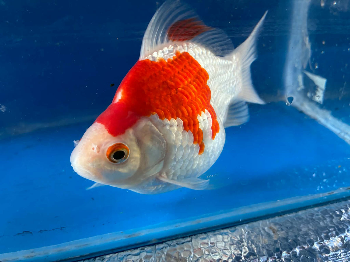 Red Tamasaba Goldfish 4-5 Inc F