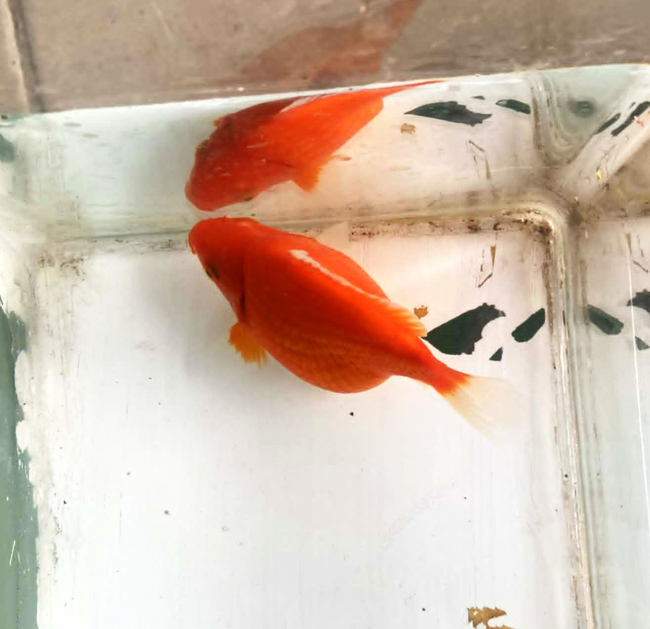 Red/white Tamasaba Goldfish A