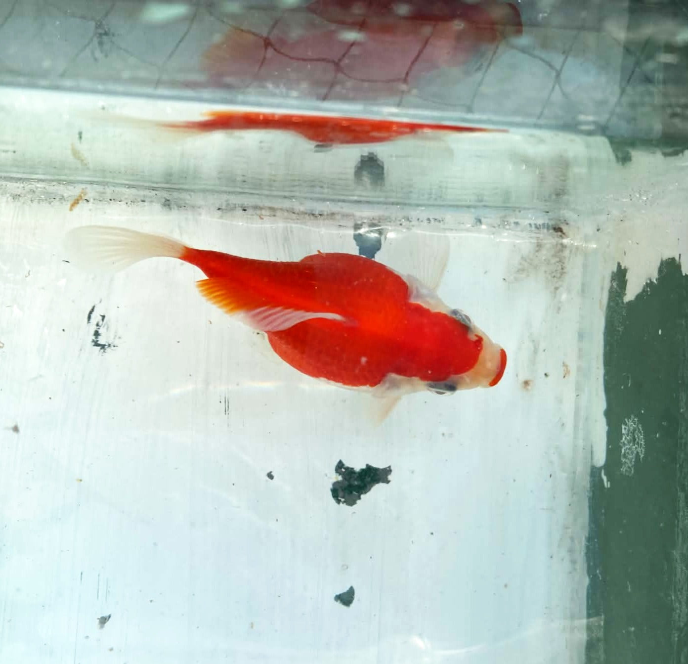 Jumbo Tamasaba 1 Year Old J