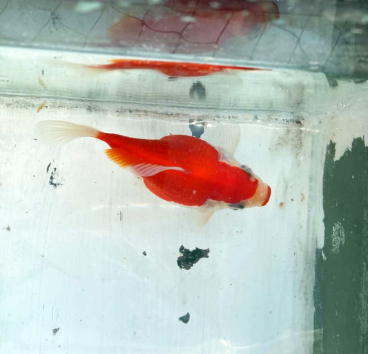 Red White Tamasaba 1 Year Old E