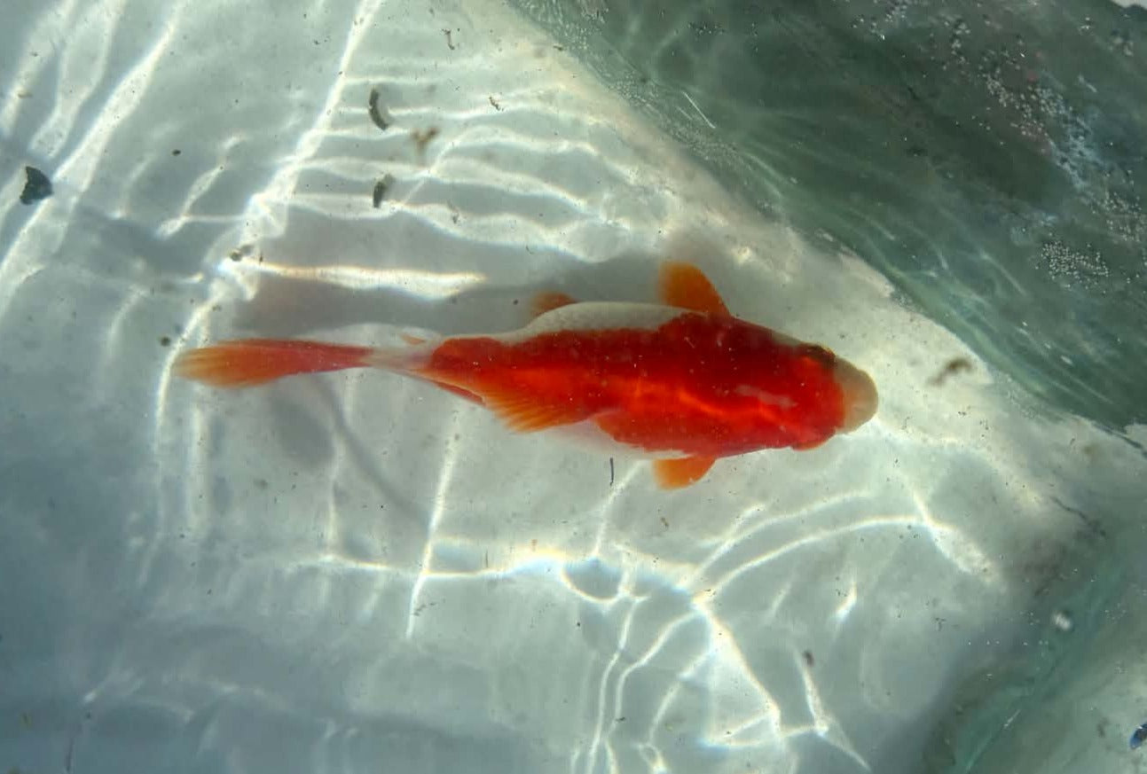 Red White Tamasaba 1 Year Old Z